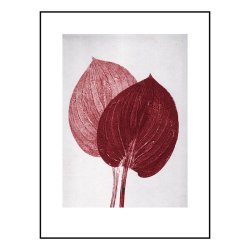 Pernille Folcarelli Hosta Bordeaux 30x40 cm
