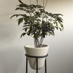 Audo Copenhagen Daiza Planter Urtepotte H67/25 Ivory