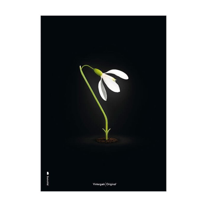 Brainchild Plakat - Vintergk/Sort Baggrund - 70x100 cm