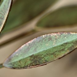 House Doctor Leaves Lysestage Antikgrn