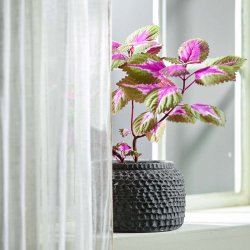 Nordal AOBA Krukke Gr� Cement Medium