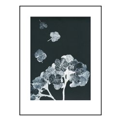 Pernille Folcarelli Hortensia Black 30x40 cm