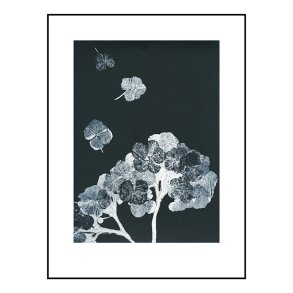 Pernille Folcarelli Hortensia Black 30x40 cm