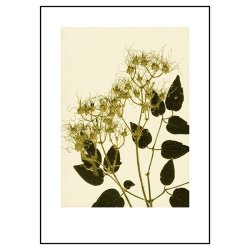 Pernille Folcarelli Clematis Ochre Green 50x70 cm
