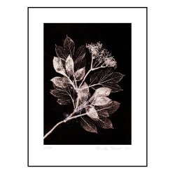 Pernille Folcarelli Elder 1 Brown/Black 30x40 cm