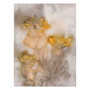 Pernille Folcarelli Honeysuckle 1 Saffron/Taupe 30x40 cm