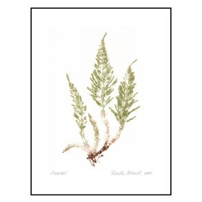 Pernille Folcarelli Horsetail Crips Green 30x40 cm